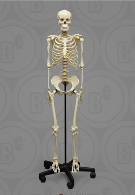 Макет скелета. Скелет людини. Анатомічна модель скелета людини 22583 фото